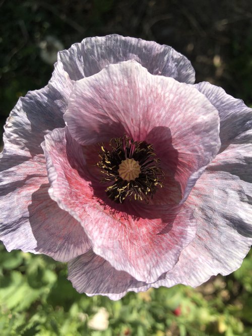 Pandora Shirley Poppy