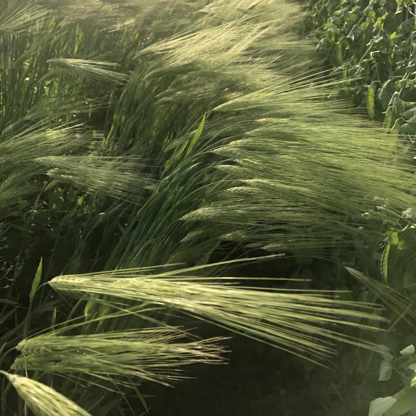 Purple Dolma Barley