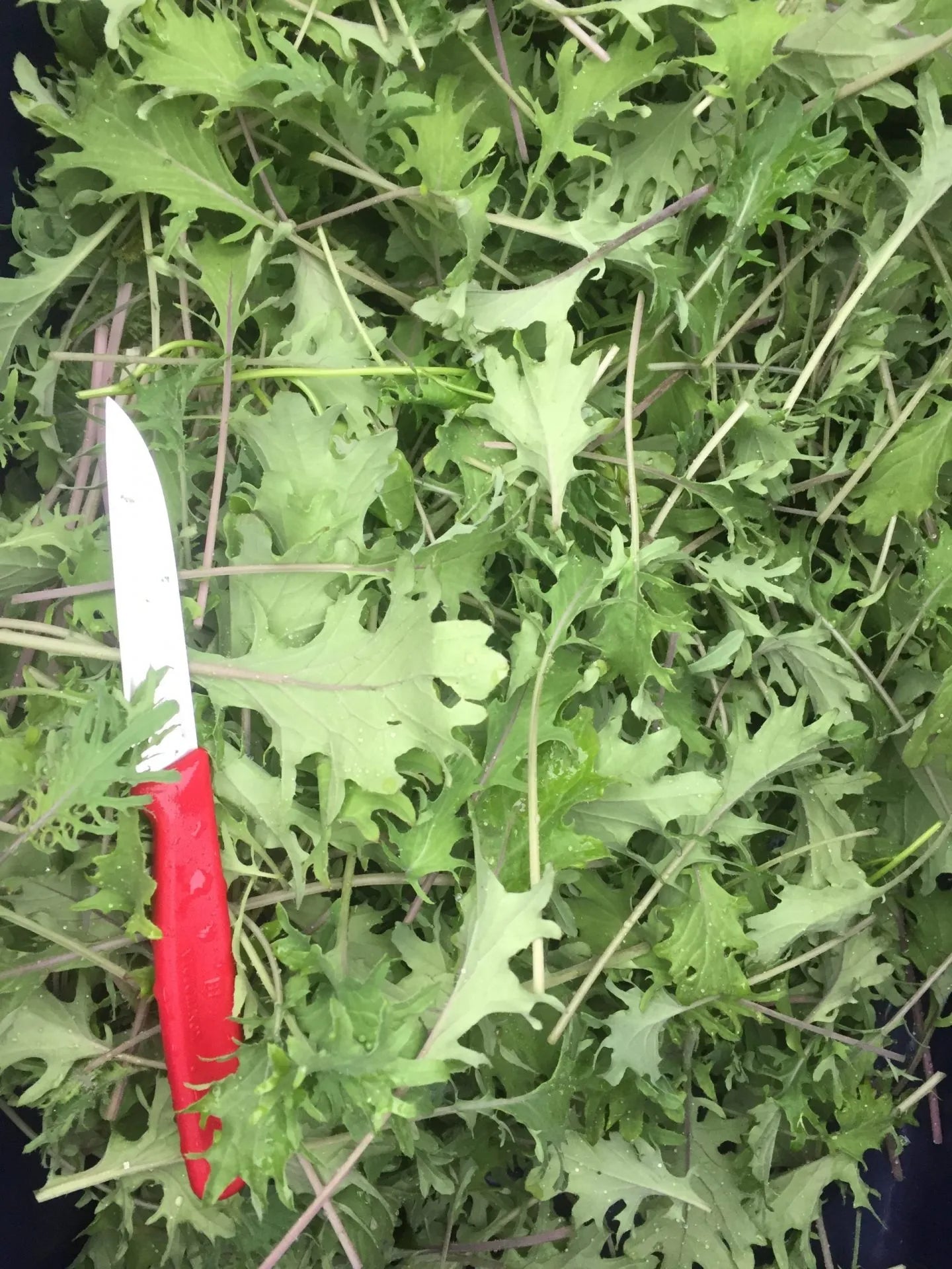 Russian Frills Kale Seeds