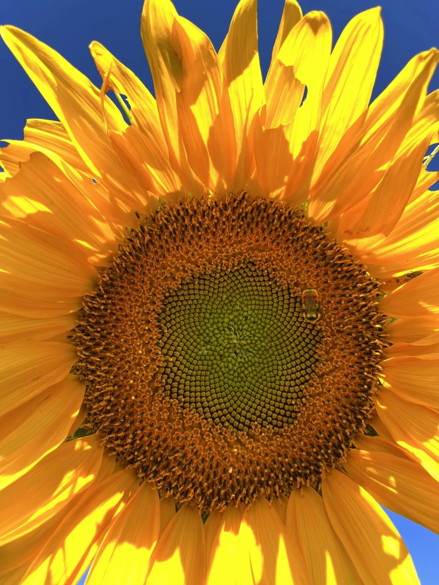 Russian Grey Stripe Sunflower Seeds