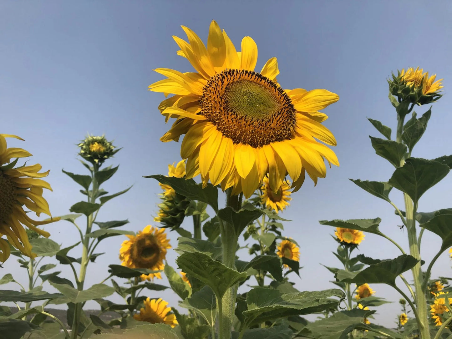 Russian Grey Stripe Sunflower Seeds