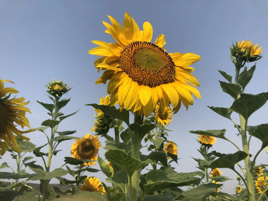 Russian Grey Stripe Sunflower Seeds
