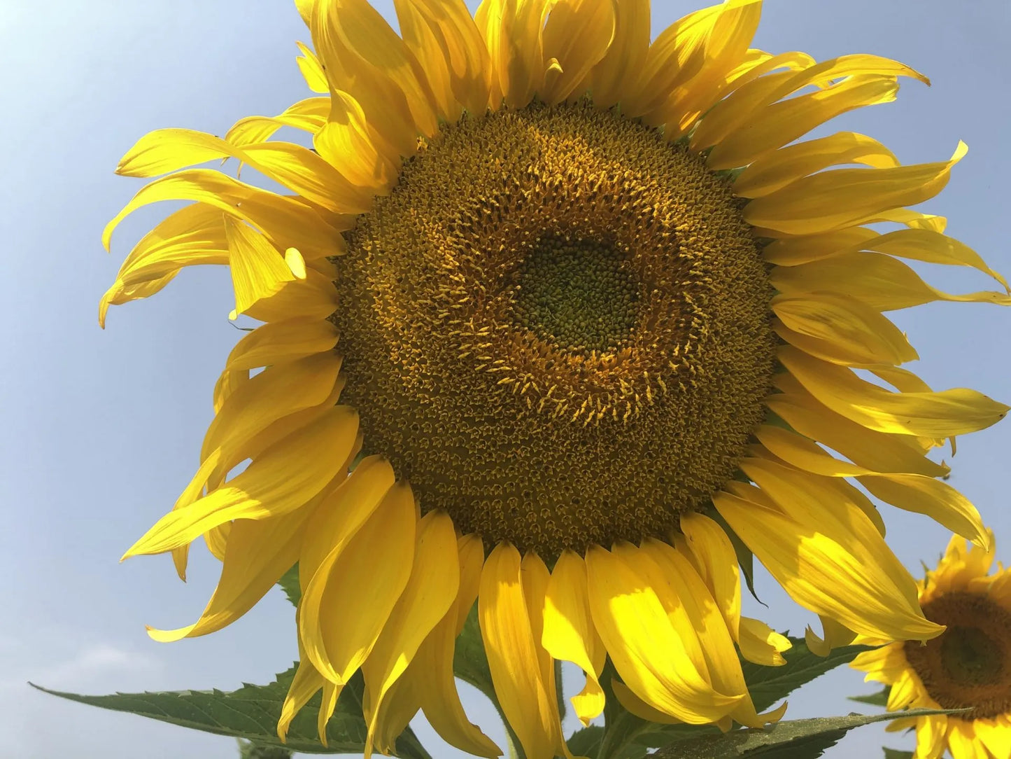 Russian Grey Stripe Sunflower Seeds