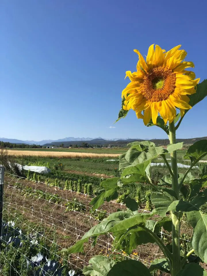 Russian Grey Stripe Sunflower Seeds