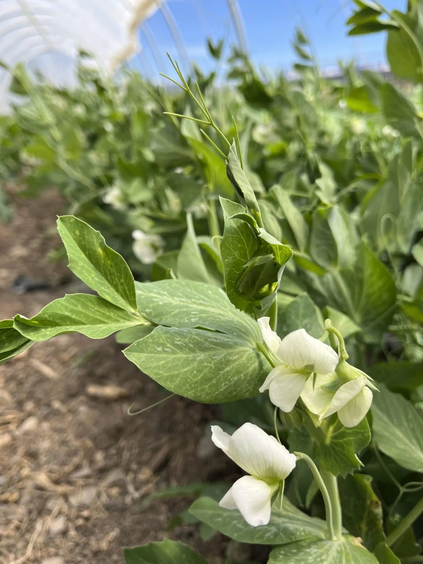 Sugar Ann Pea Seeds (Bush, Snap)