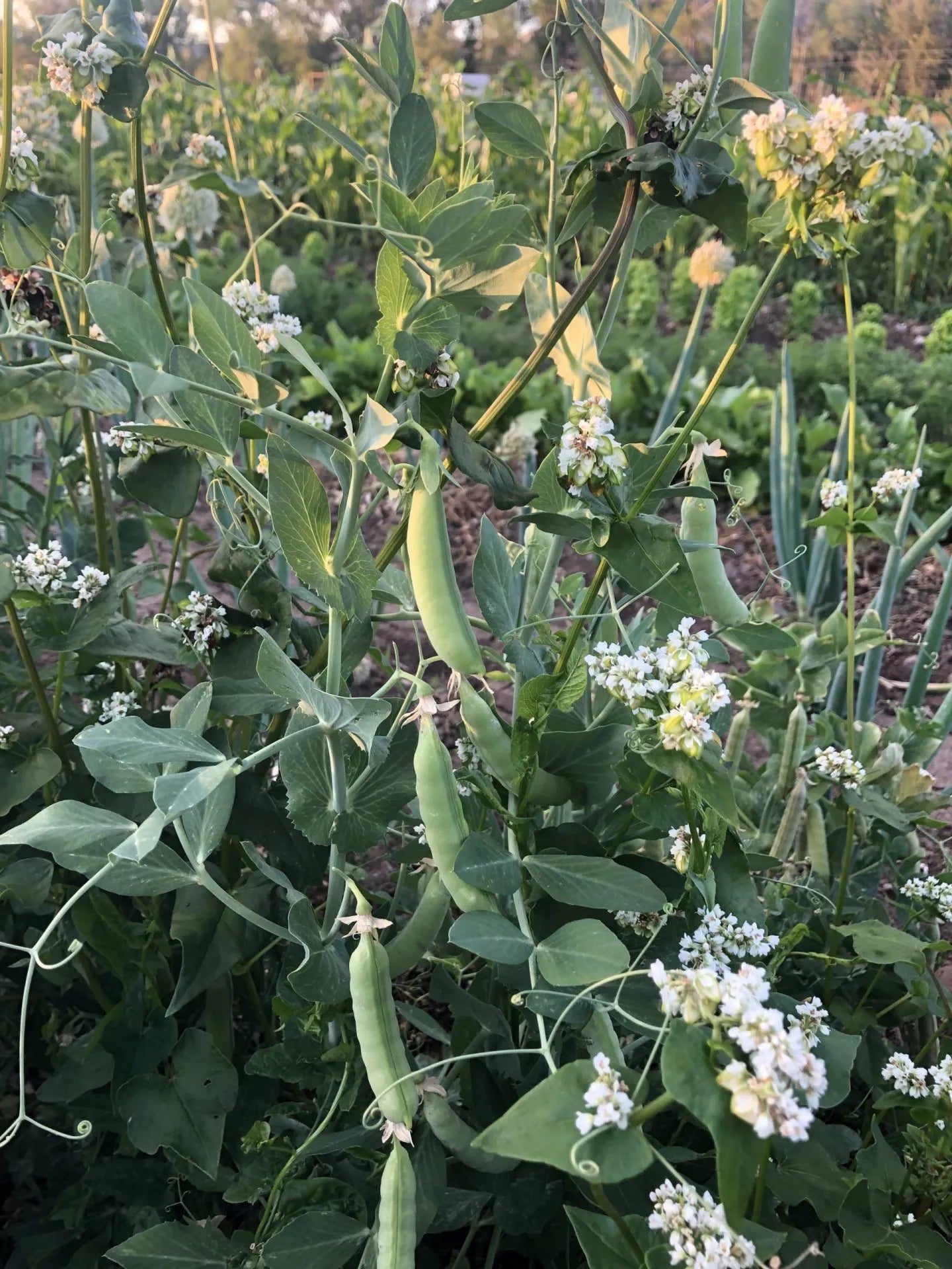 Sugar Ann Pea Seeds (Bush, Snap)