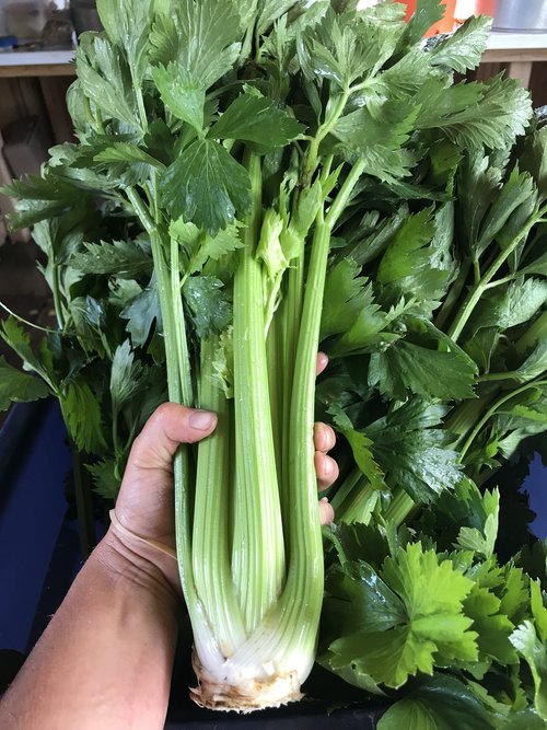 Tango Celery Seeds