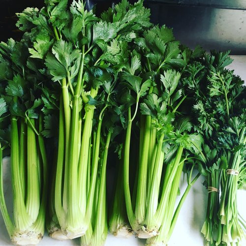 Tango Celery Seeds