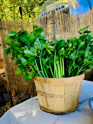 Tango Celery Seeds