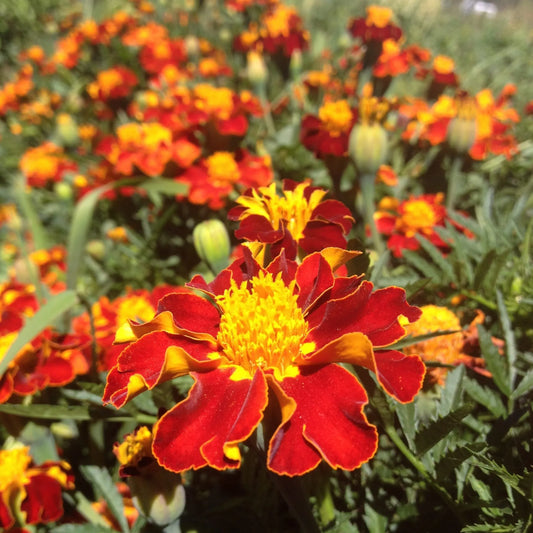Tashkent Marigold