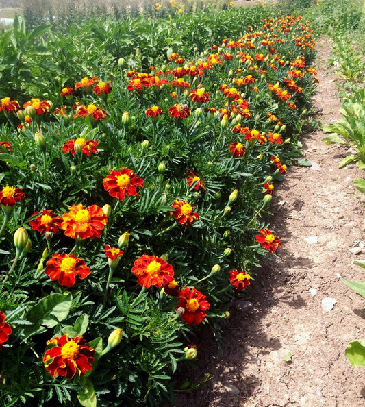 Tashkent Marigold