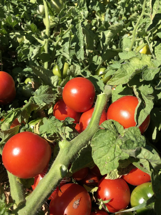 Urbikany Tomato Seeds (Determinate, Red)