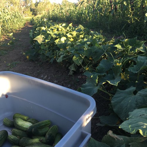 Vorgebirgstrauben Cucumber