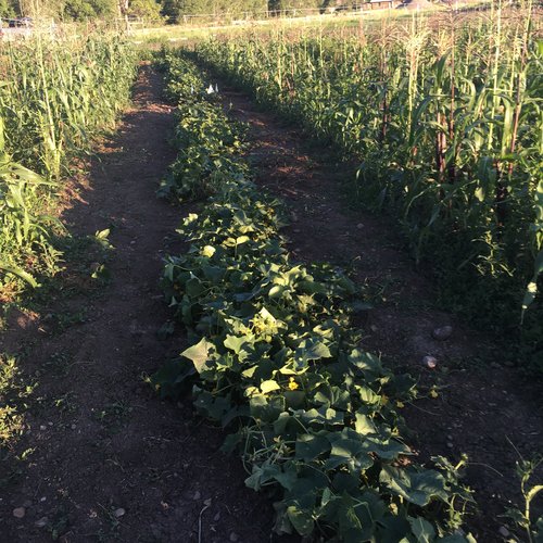 Vorgebirgstrauben Cucumber