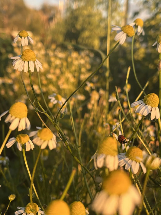 Zloty Lan Chamomile Seeds
