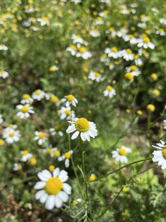Zloty Lan Chamomile Seeds