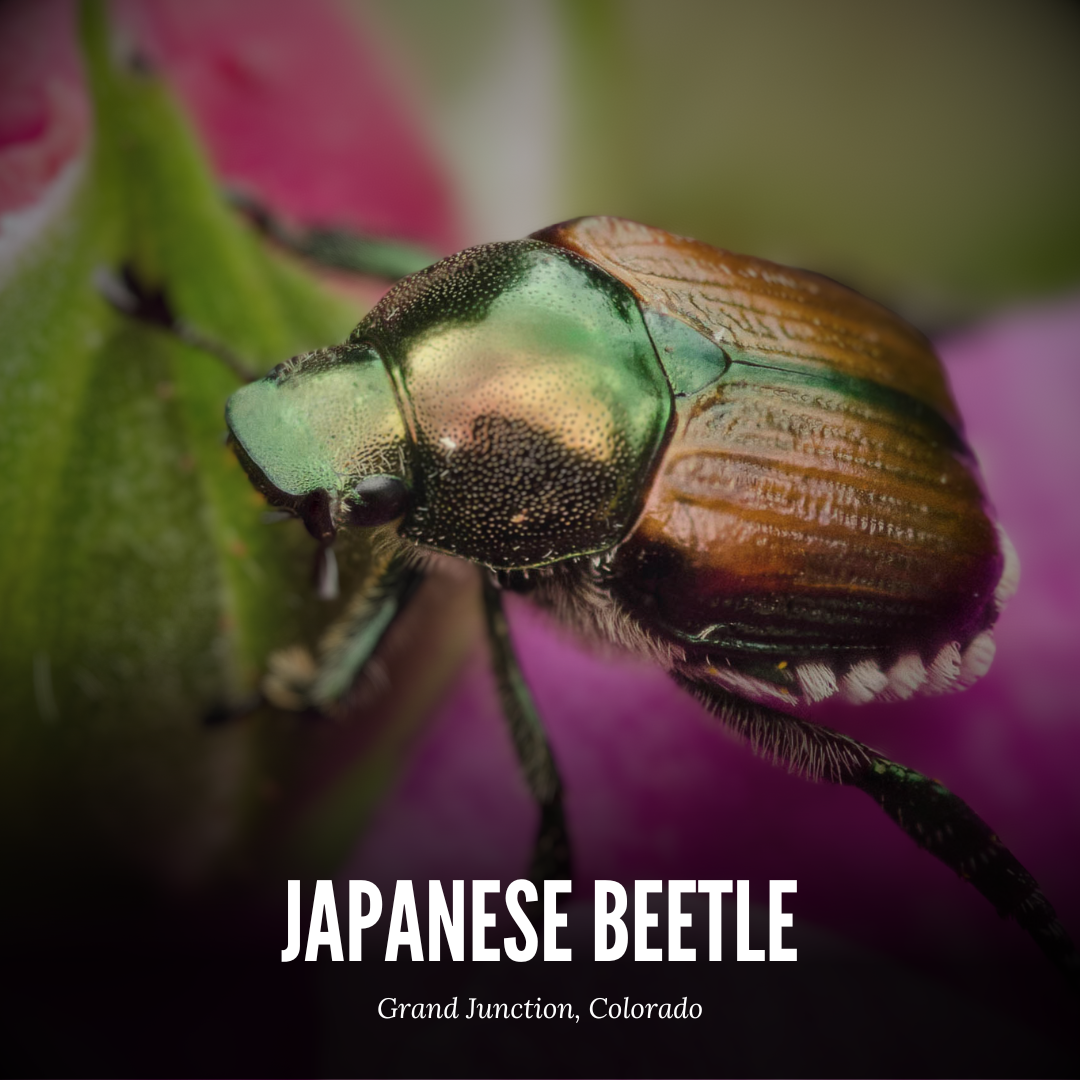 Combating the Japanese Beetle Invasion in Mesa County: Natural, Biological, and Organic Solutions
