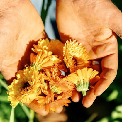 Calendula Mix