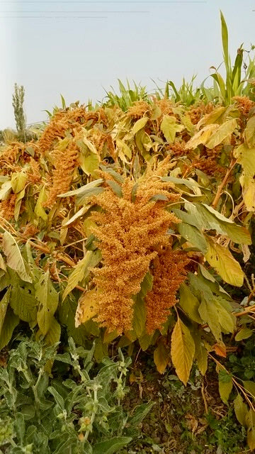 Golden Giant Amaranth