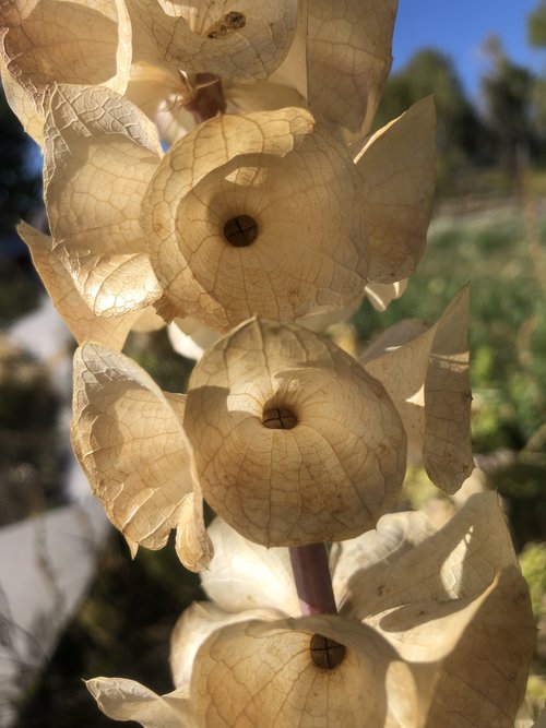 Bells of Ireland