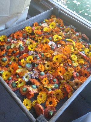 Calendula Mix