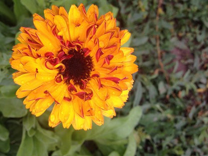 Calendula Mix