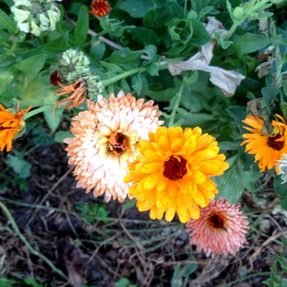 Calendula Mix