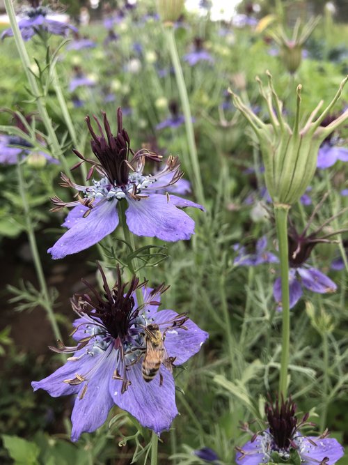 Curiosity Nigella