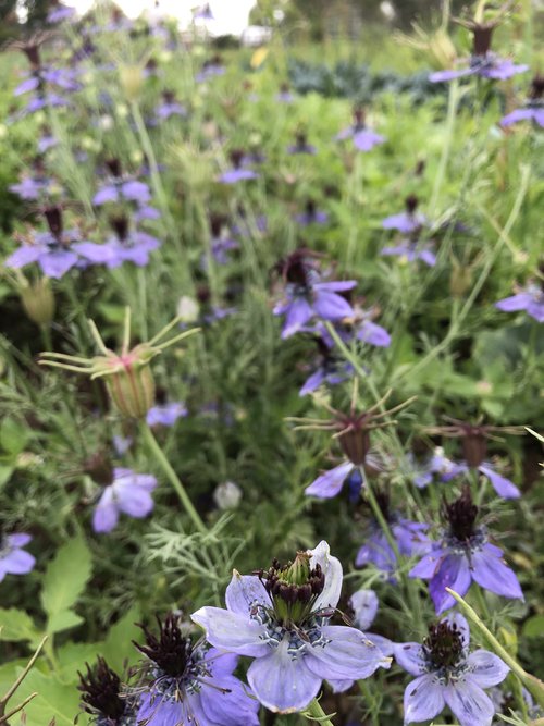 Curiosity Nigella