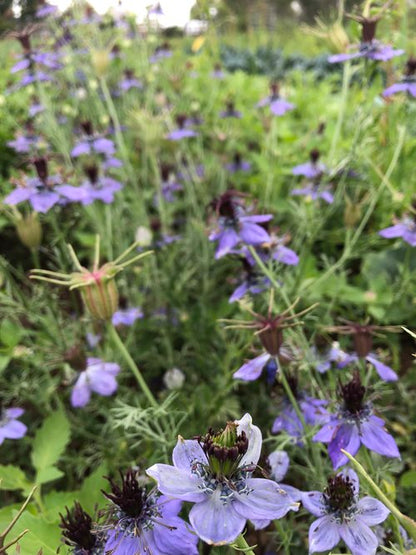 Curiosity Nigella