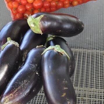 Diamond Eggplant