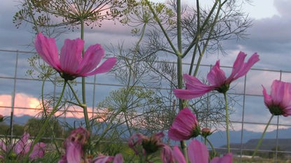 Family Garden (Cosmos)