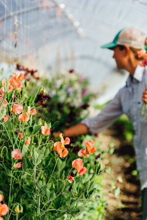 Grandma’s Sweet Pea Mix