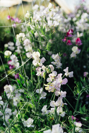 Grandma’s Sweet Pea Mix