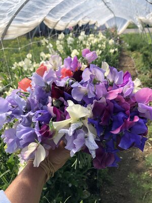 Grandma’s Sweet Pea Mix