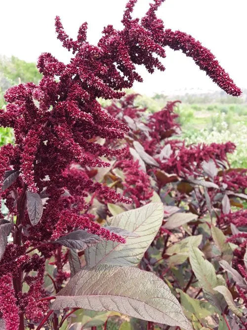 Hopi Red Dye (Amaranth)