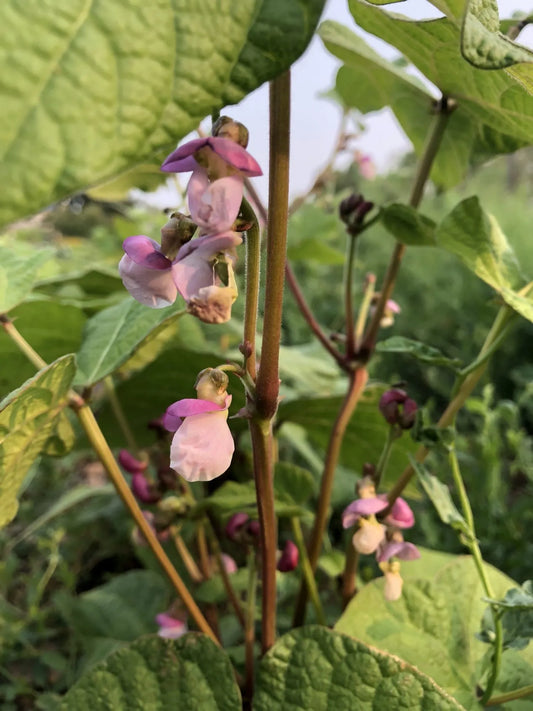 Tanya’s Pink Podded