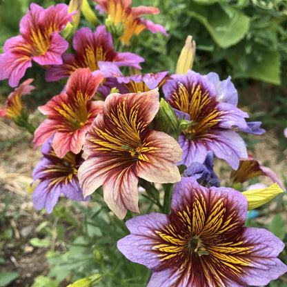 Painted Tongue Salpiglossis