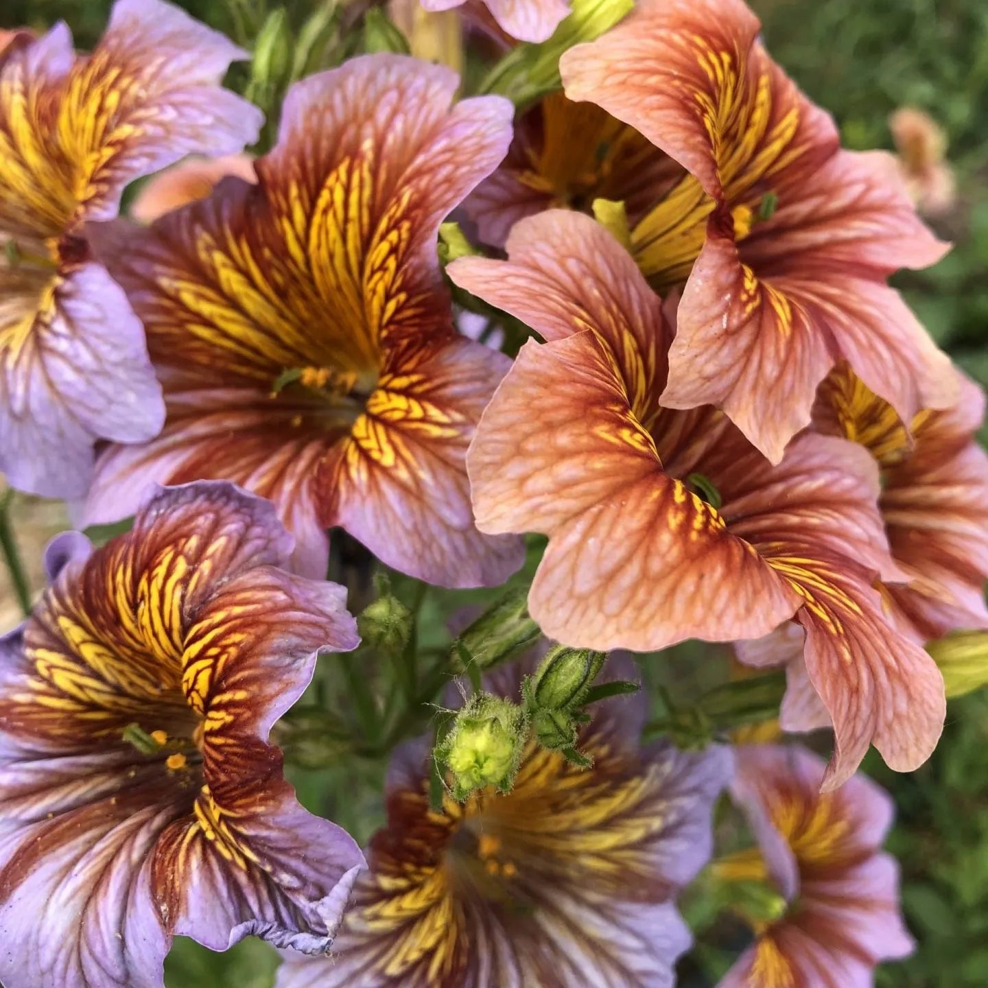 Painted Tongue Salpiglossis