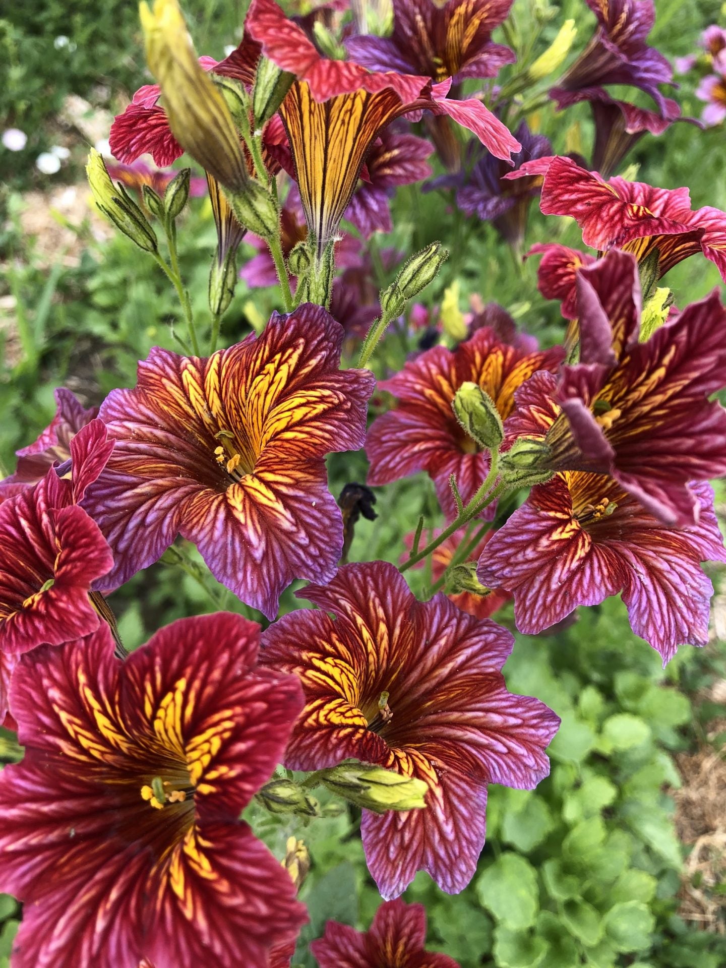 Painted Tongue Salpiglossis