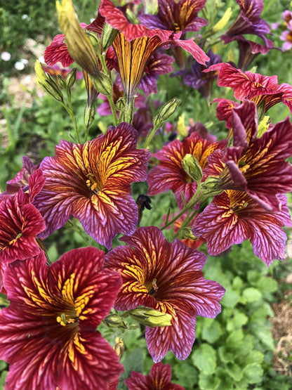 Painted Tongue Salpiglossis