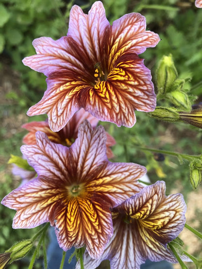 Painted Tongue Salpiglossis