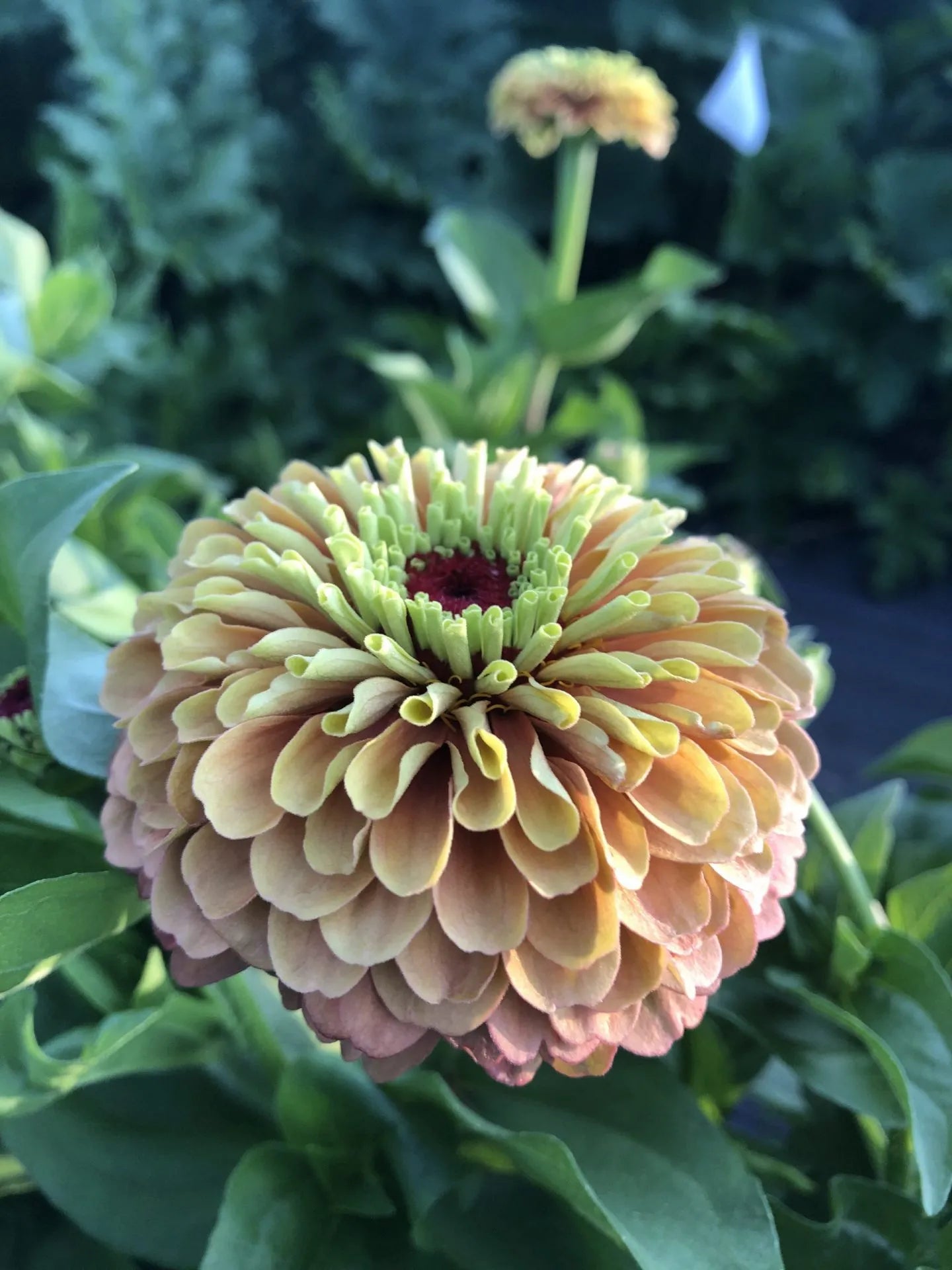 Queen Lime Orange with Blush Zinnia