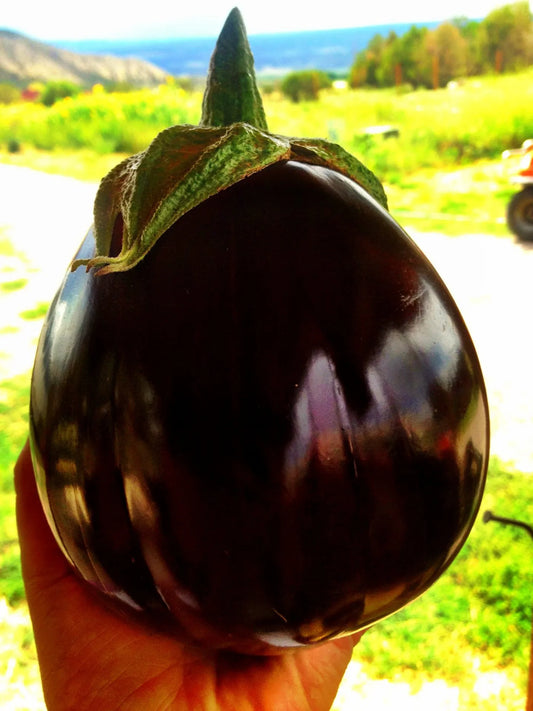 Aswad Eggplant