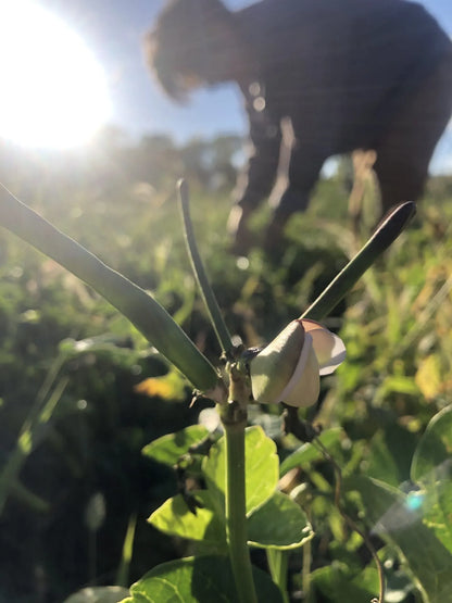 Tohono O’odham Cowpea Bean