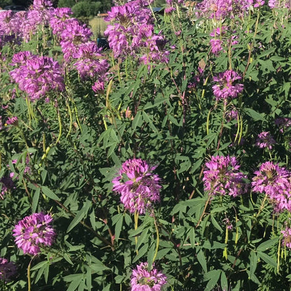 Rocky Mountain Bee Plant