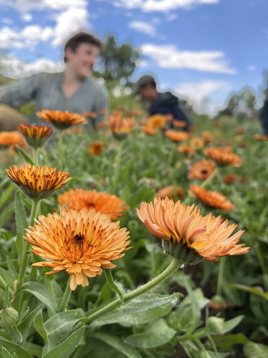 Zeolights Calendula