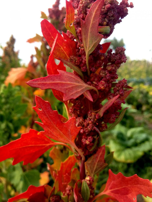 High Desert Quinoa