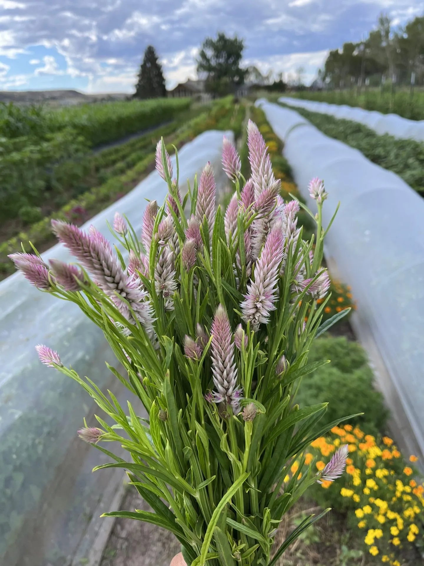 Flamingo Feather Celosia