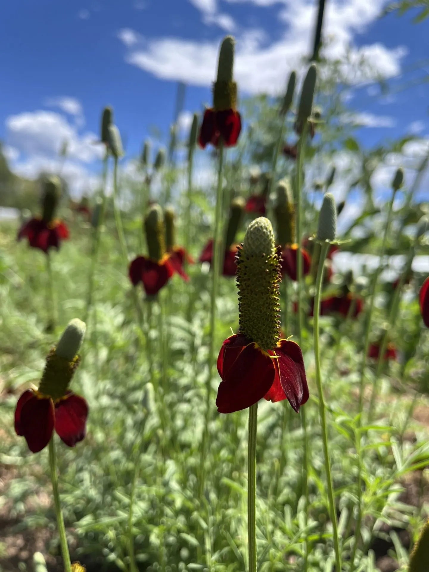 Mexican Hat Flower